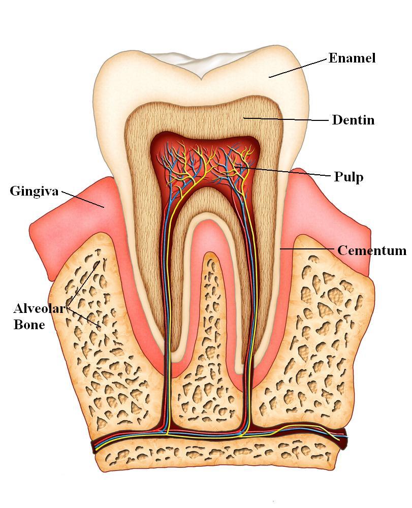 Anatomy of a Tooth/Childs Diet